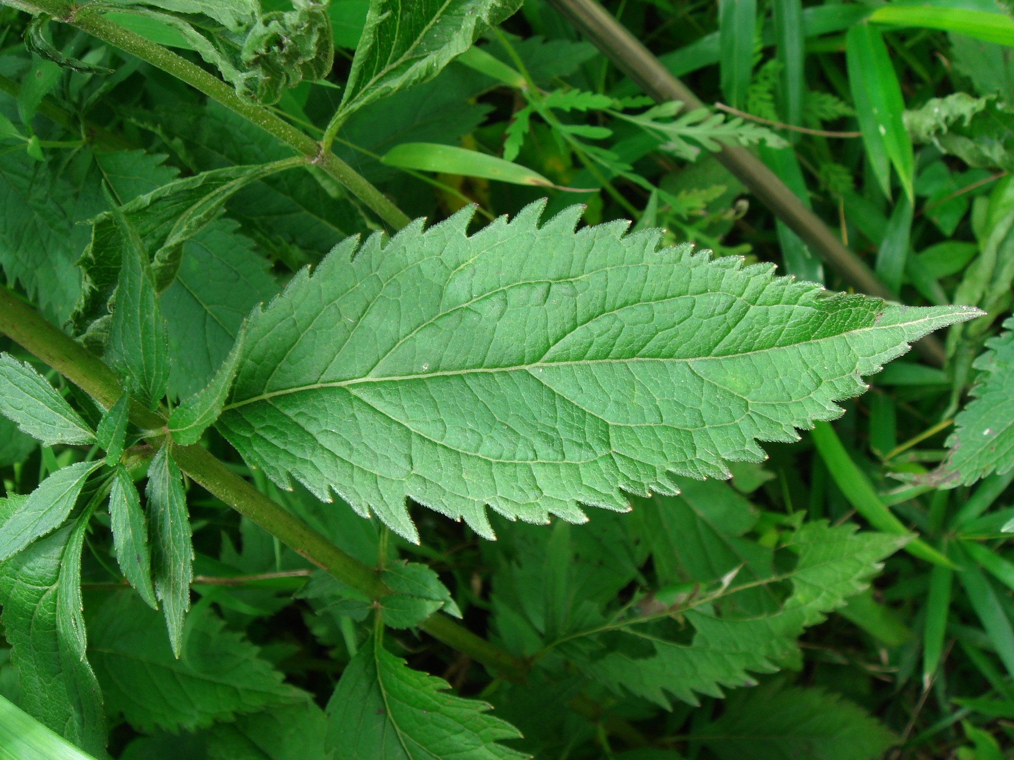 Eupatorium chinense L.